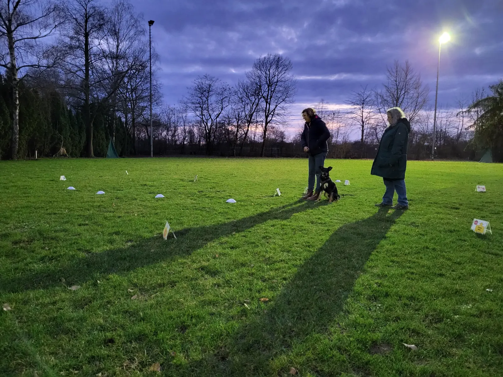 Training unter Flutlicht auf dem Hundeplatz in der Abenddämmerung
