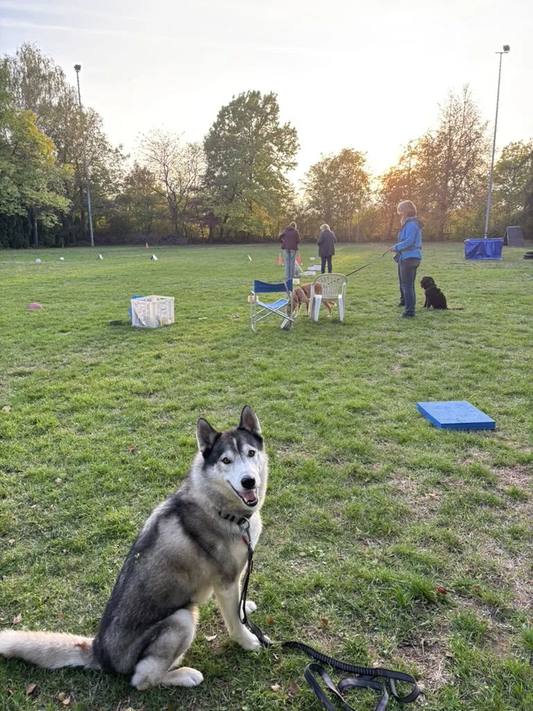Husky auf dem Trainingsplatz bei Sonnenuntergang
